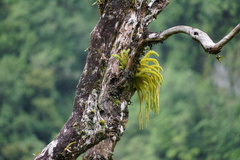 Lycopodiaceae