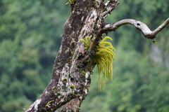 Lycopodiaceae