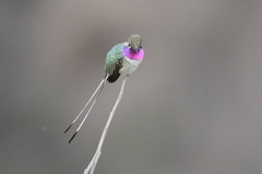 Thaumastura cora
