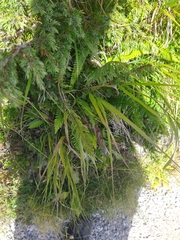 Struthiopteris spicant
