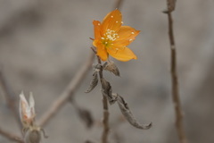 Mentzelia scabra