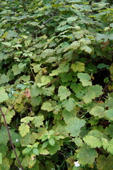 Rubus alceifolius