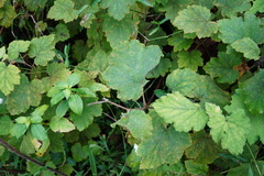 Rubus alceifolius
