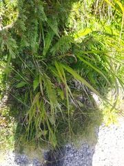 Struthiopteris spicant