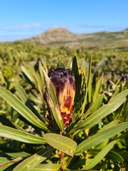 Protea lepidocarpodendron