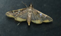 Prophantis