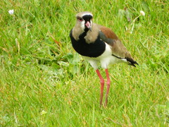 Vanellus chilensis