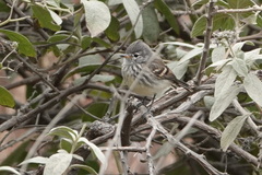 Anairetes flavirostris