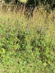 Lupinus polyphyllus