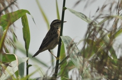 Acrocephalus schoenobaenus