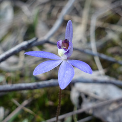 Cyanicula caerulea