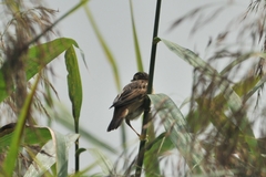 Acrocephalus schoenobaenus