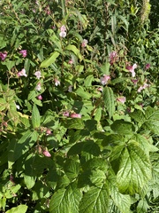 Impatiens glandulifera