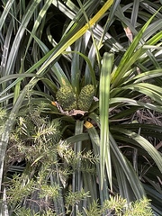 Freycinetia banksii