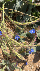 Anchusa azurea