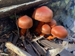 Agaricales