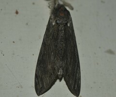 Agrius convolvuli