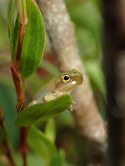 Hyla chinensis