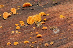 Favolaschia claudopus