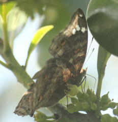 Junonia natalica
