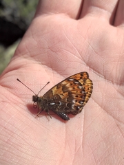 Boloria erda