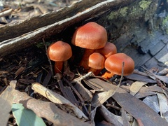 Agaricales