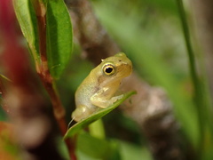 Hyla chinensis