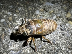 Cryptotympana facialis