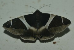 Bastilla