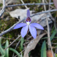 Cyanicula caerulea