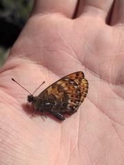 Boloria erda
