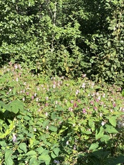 Impatiens glandulifera