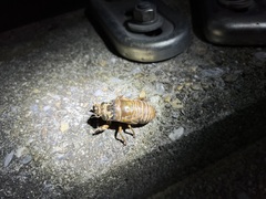 Cryptotympana facialis