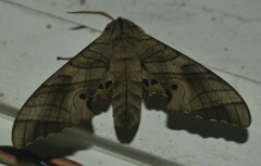 Marumba
