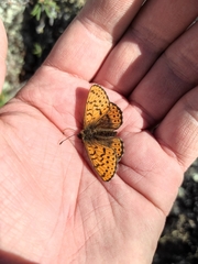 Boloria erda