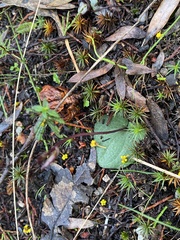 Cyrtostylis reniformis