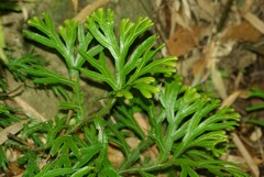 Selaginella intermedia