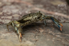 Callinectes sapidus