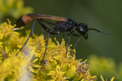 Ammophila fernaldi