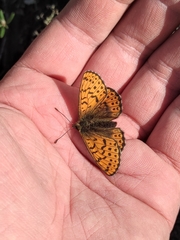 Boloria erda