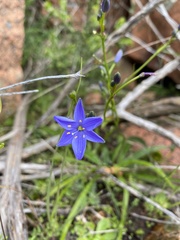Chamaescilla corymbosa