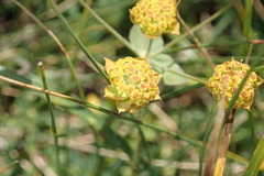 Bupleurum ranunculoides