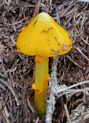 Hygrocybe acutoconica