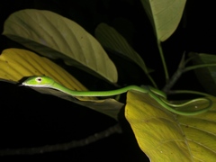 Ahaetulla prasina