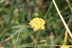 Bupleurum ranunculoides
