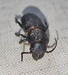 Spondylis buprestoides