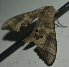 Marumba