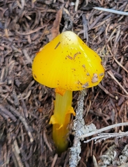 Hygrocybe acutoconica