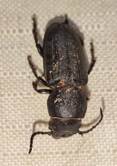 Spondylis buprestoides