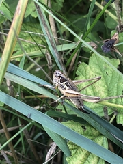 Roeseliana roeselii